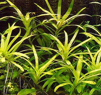 Heteranthera zosterifolia